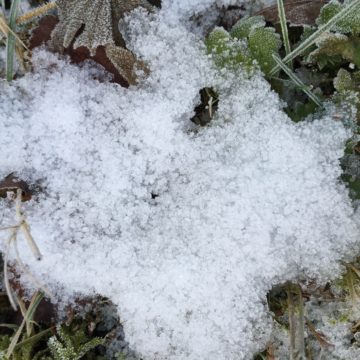 sneeuw op gras en blad