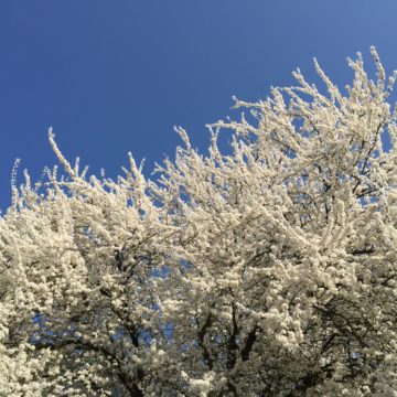 witte bloesem in april